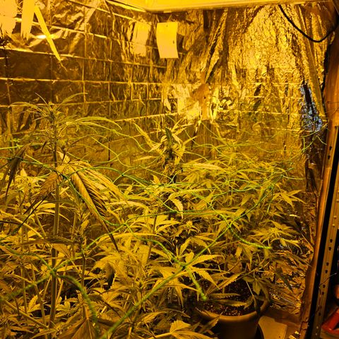 Auto malonade runtz & candy bubatz XL growlog timeline photo
