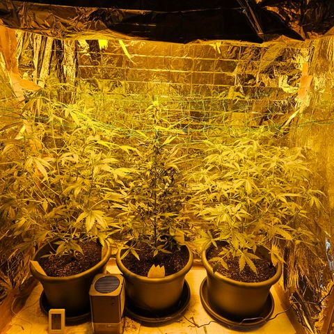 Auto malonade runtz & candy bubatz XL growlog timeline photo