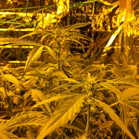 Auto malonade runtz & candy bubatz XL growlog timeline photo