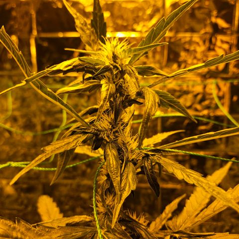 Auto malonade runtz & candy bubatz XL growlog timeline photo