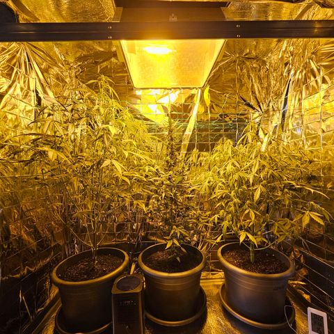 Auto malonade runtz & candy bubatz XL growlog timeline photo