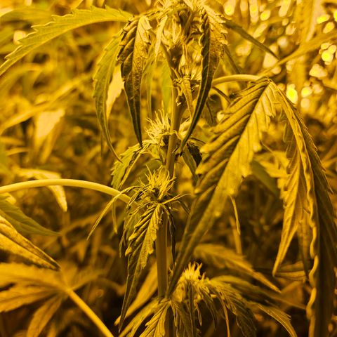 Auto malonade runtz & candy bubatz XL growlog timeline photo
