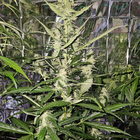 Auto malonade runtz & candy bubatz XL growlog timeline photo