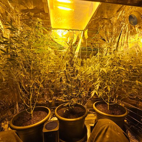Auto malonade runtz & candy bubatz XL growlog timeline photo