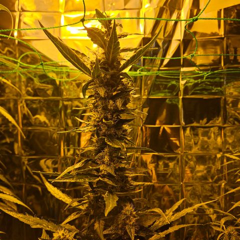 Auto malonade runtz & candy bubatz XL growlog timeline photo