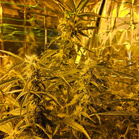 Auto malonade runtz & candy bubatz XL growlog timeline photo