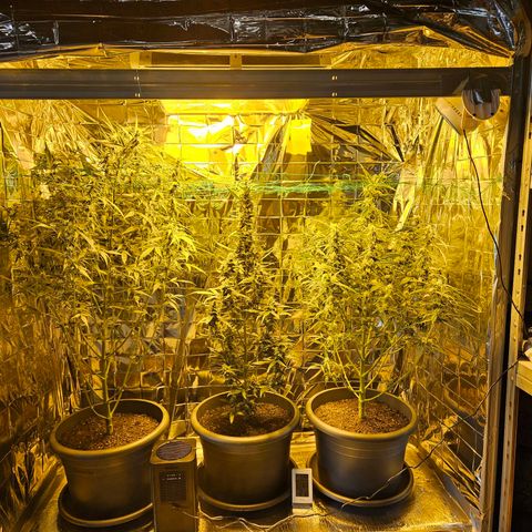 Auto malonade runtz & candy bubatz XL growlog timeline photo