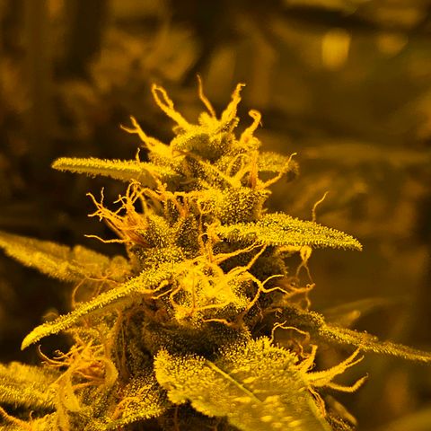 Auto malonade runtz & candy bubatz XL growlog timeline photo