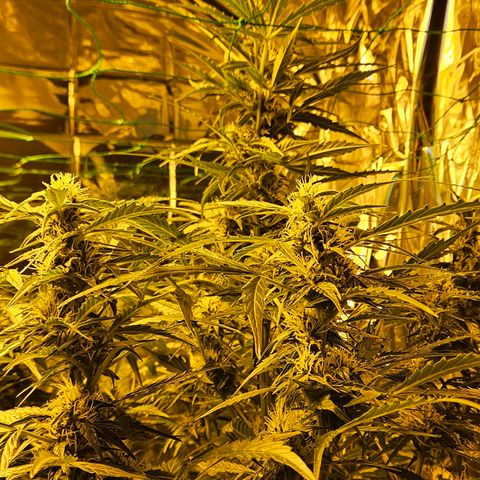 Auto malonade runtz & candy bubatz XL growlog timeline photo