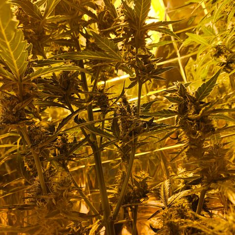 Auto malonade runtz & candy bubatz XL growlog timeline photo