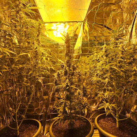 Auto malonade runtz & candy bubatz XL growlog timeline photo