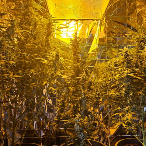Auto malonade runtz & candy bubatz XL growlog timeline photo