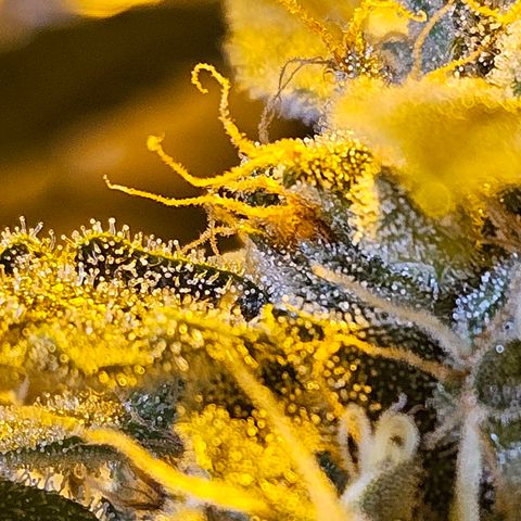Auto malonade runtz & candy bubatz XL growlog timeline photo