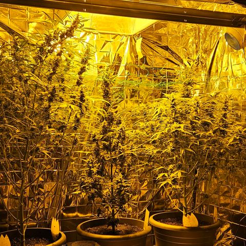 Auto malonade runtz & candy bubatz XL growlog timeline photo