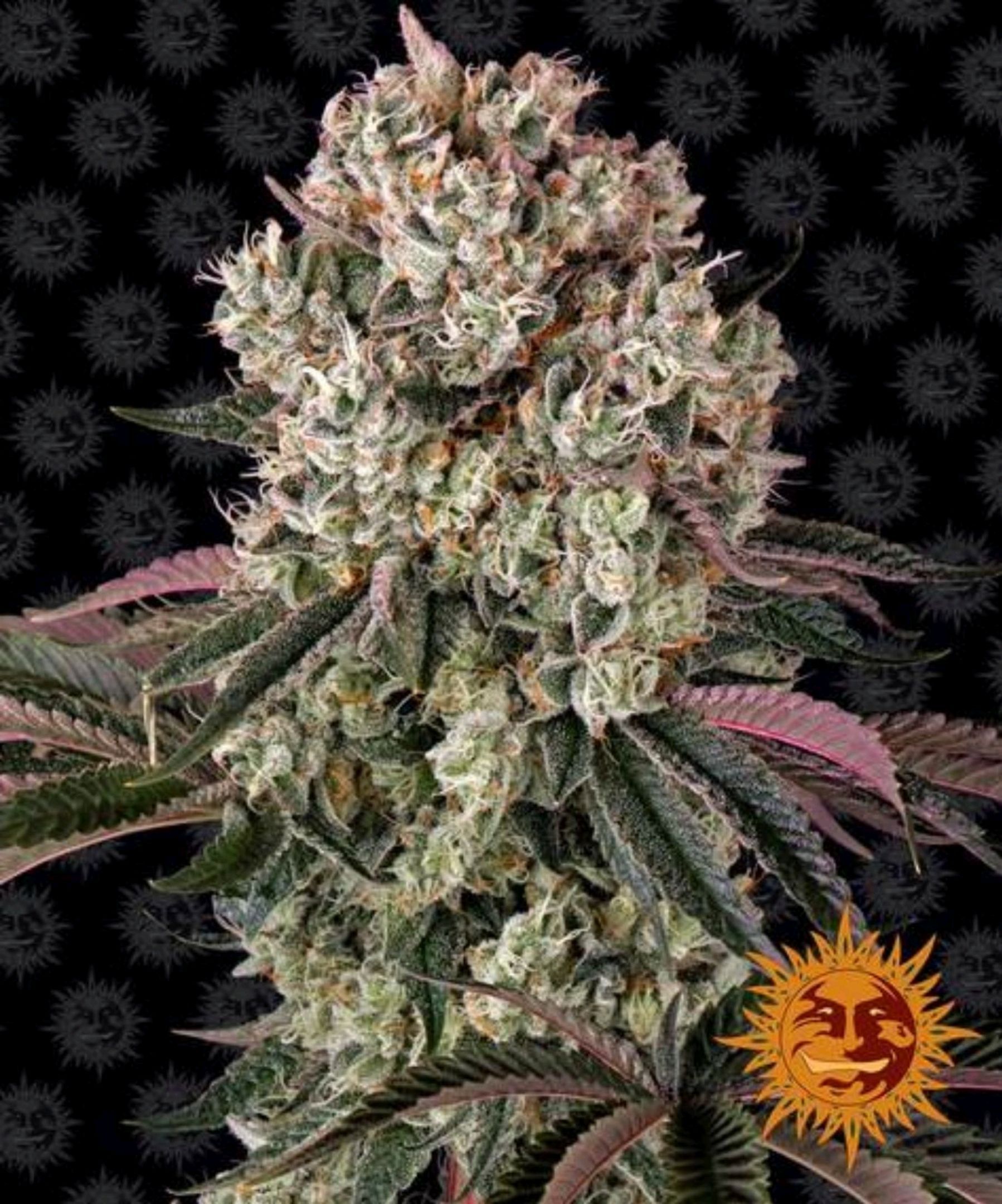 Glookies growlog header