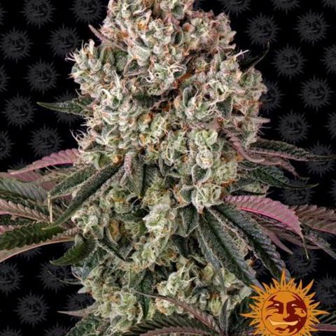 Glookies  growlog timeline photo