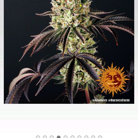 Glookies  growlog photo