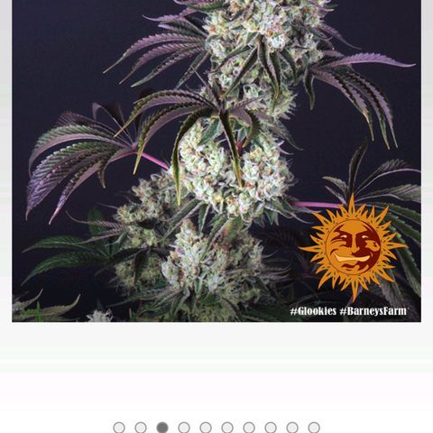 Glookies  growlog photo
