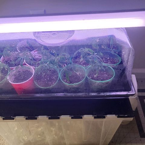 Glookies  growlog photo