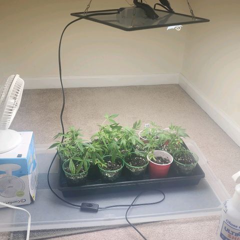 Glookies  growlog photo: All 16 rooted on to Veg stage 