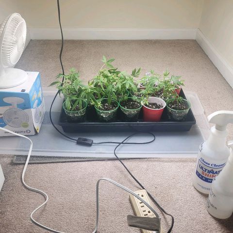 Glookies  growlog photo: All 16 rooted on to Veg stage 
