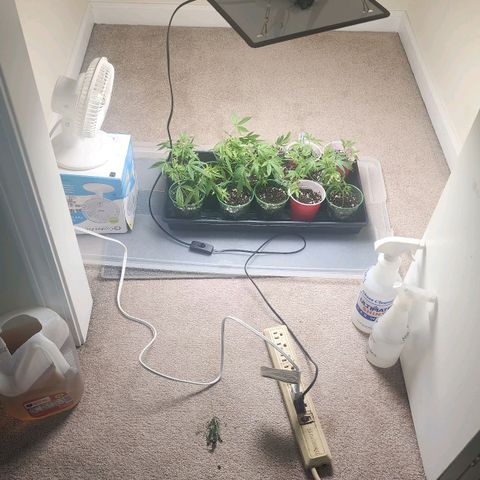 Glookies  growlog photo: All 16 rooted on to Veg stage 