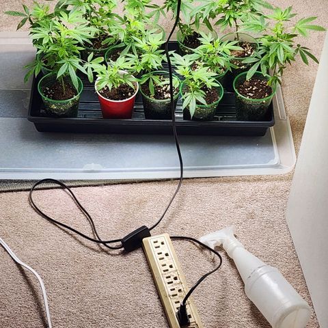 Glookies  growlog timeline photo