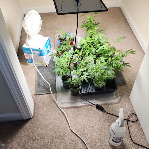 Glookies  growlog timeline photo