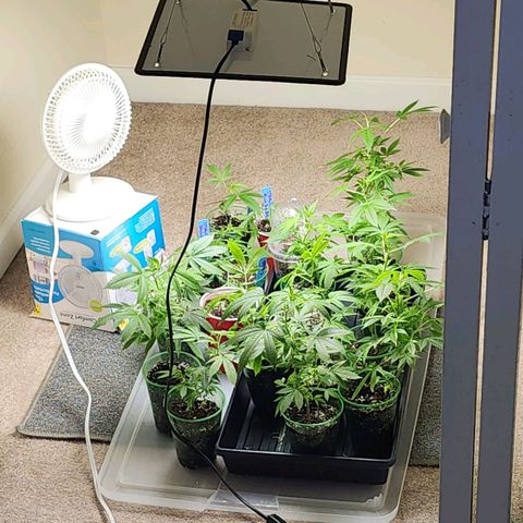 Glookies  growlog timeline photo