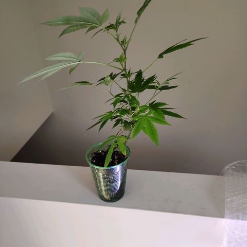 Glookies  growlog timeline photo