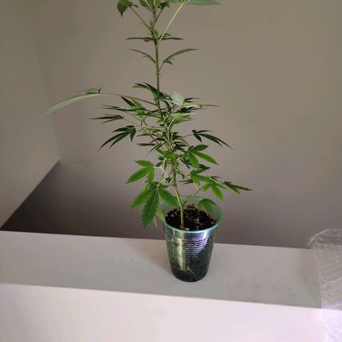 Glookies  growlog timeline photo