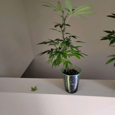 Glookies  growlog timeline photo