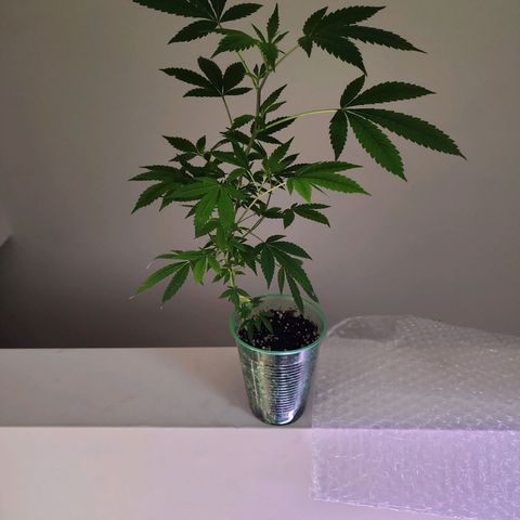 Glookies  growlog timeline photo