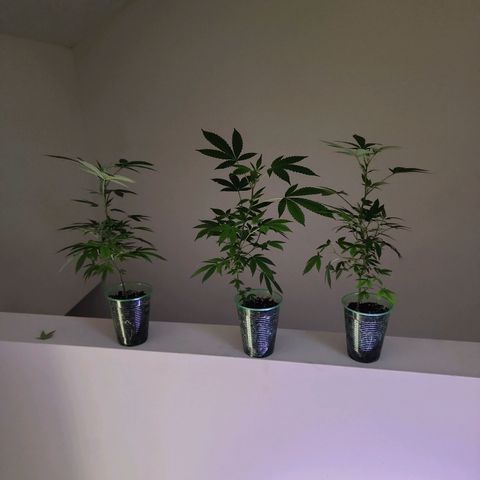 Glookies  growlog timeline photo