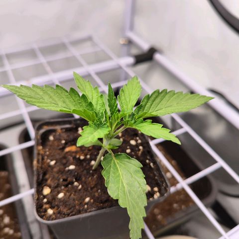 Watermelon RQS growlog timeline photo
