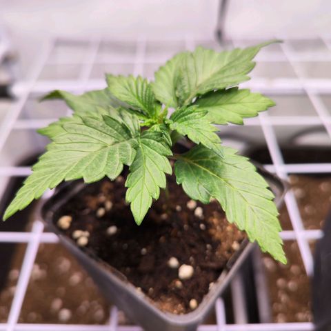 Critical RQS growlog timeline photo