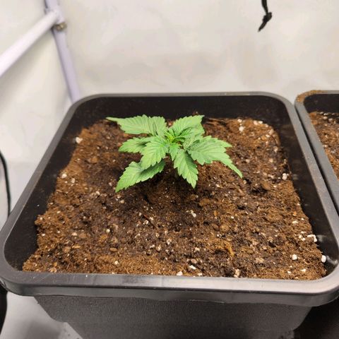Critical RQS growlog timeline photo