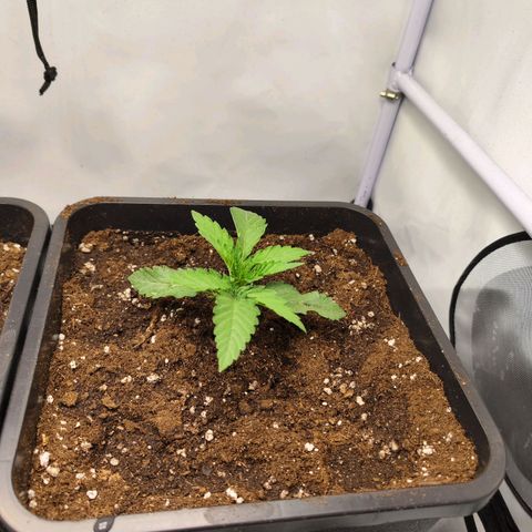 Watermelon RQS growlog timeline photo