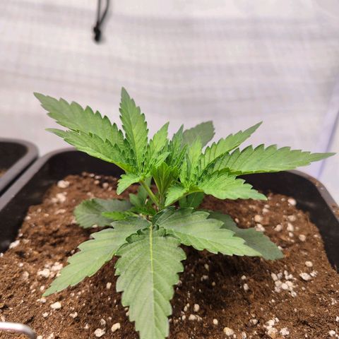 Watermelon RQS growlog timeline photo