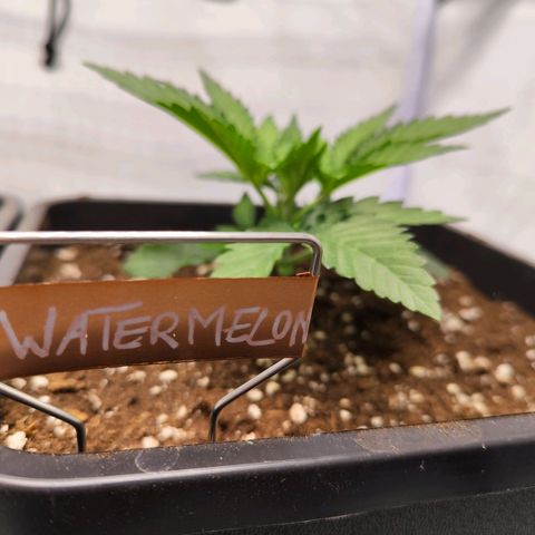 Watermelon RQS growlog timeline photo