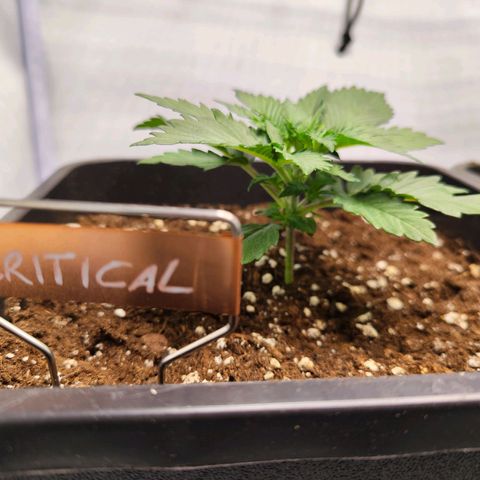 Critical RQS growlog timeline photo