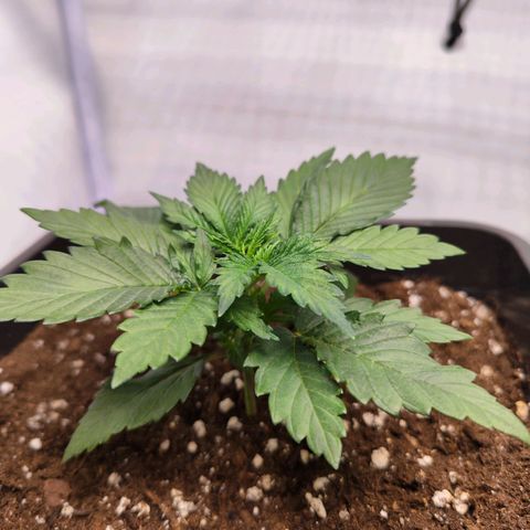 Critical RQS growlog timeline photo