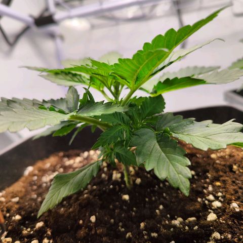 Critical RQS growlog timeline photo