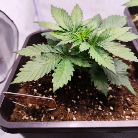 Critical RQS growlog timeline photo