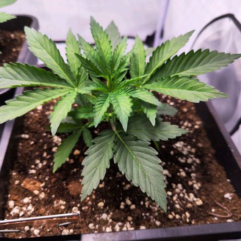 Watermelon RQS growlog timeline photo