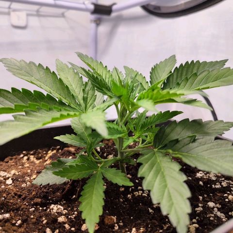 Watermelon RQS growlog timeline photo