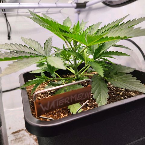 Watermelon RQS growlog timeline photo
