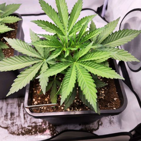 Watermelon RQS growlog timeline photo