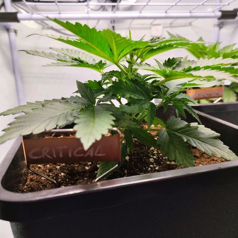 Critical RQS growlog timeline photo