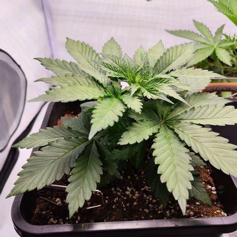 Critical RQS growlog timeline photo